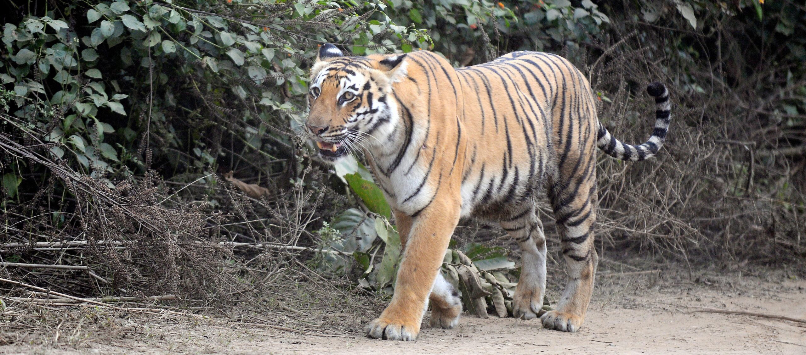 Bijrani Safari Zone Jim Corbett