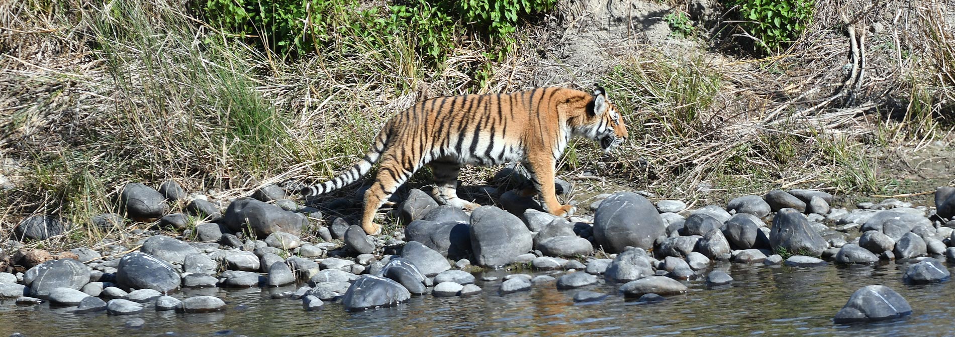 dhikala zone, dhikala zone safari, dhikala zone jim corbett, dhikala zone jim corbett visit, jim corbett national park, corbett national park, corbett jeep safari,