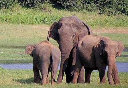 Garjiya zone jim corbett