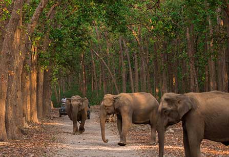 Jhirna Zone Jim Corbett