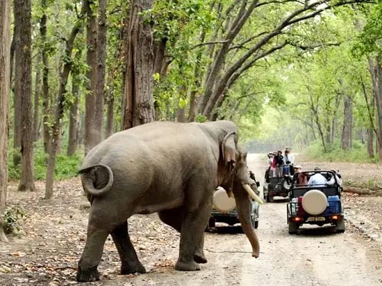 Durga Devi Zone Jeep Safari - Jim Corbett National Park