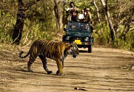 Durga devi zone tiger spotting