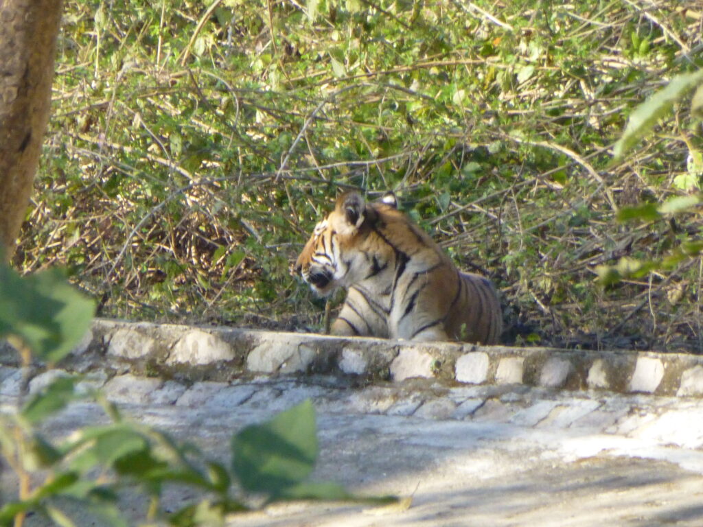 dhikala zone, dhikala zone safari, dhikala zone jim corbett, dhikala zone jim corbett visit, jim corbett national park, corbett national park, corbett jeep safari,