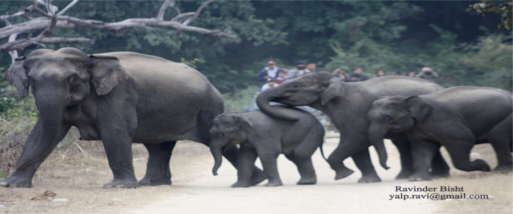 jim corbett safari permit