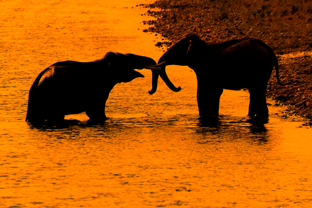 dhikala zone, dhikala zone safari, dhikala zone jim corbett, dhikala zone jim corbett visit, jim corbett national park, corbett national park, corbett jeep safari,