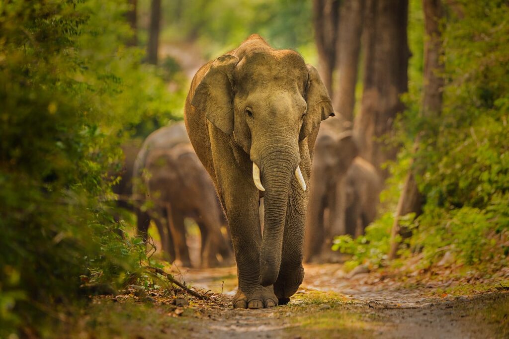 dhikala zone, dhikala zone safari, dhikala zone jim corbett, dhikala zone jim corbett visit, jim corbett national park, corbett national park, corbett jeep safari,